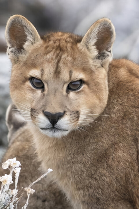 Puma - legenda z pohoří And