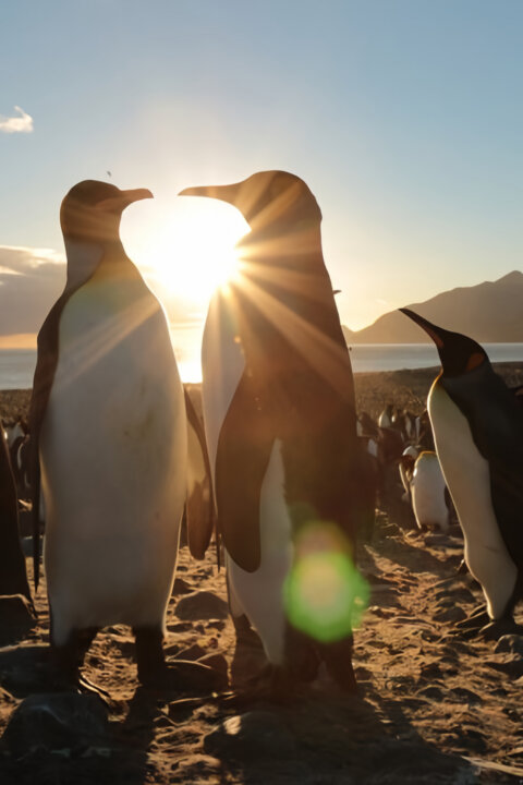 V říši tučňáků