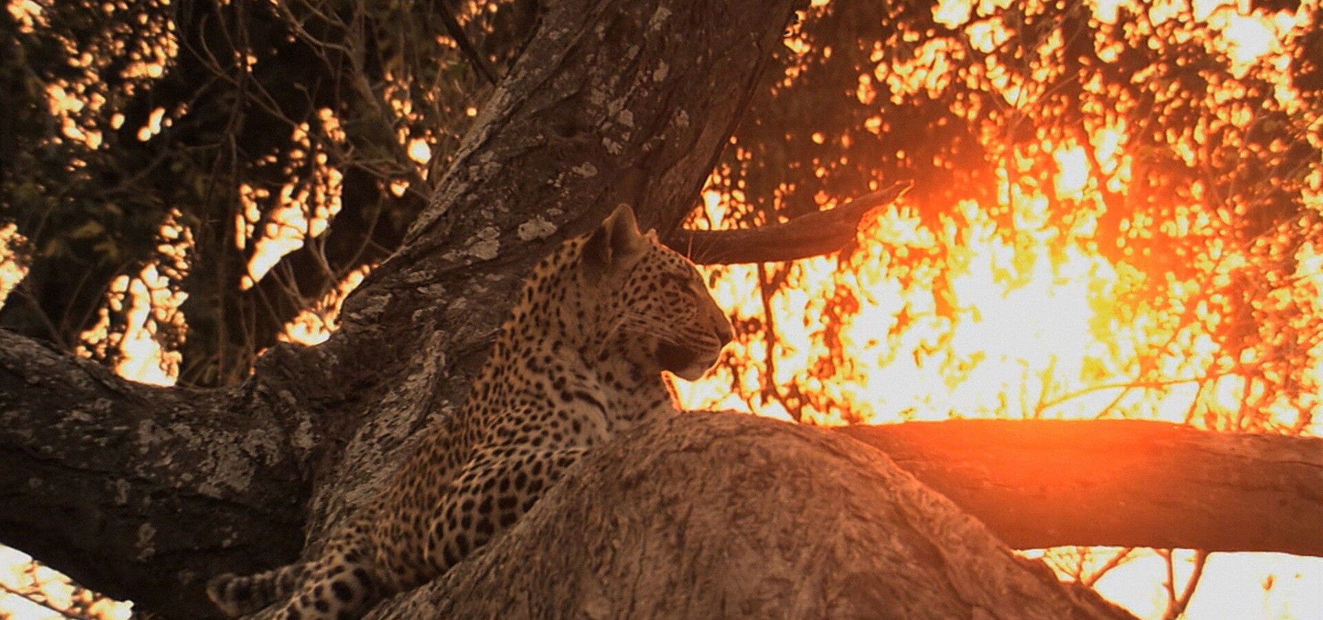 Putování za velkými kočkami