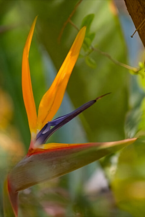 Rajské zahrady Kypru