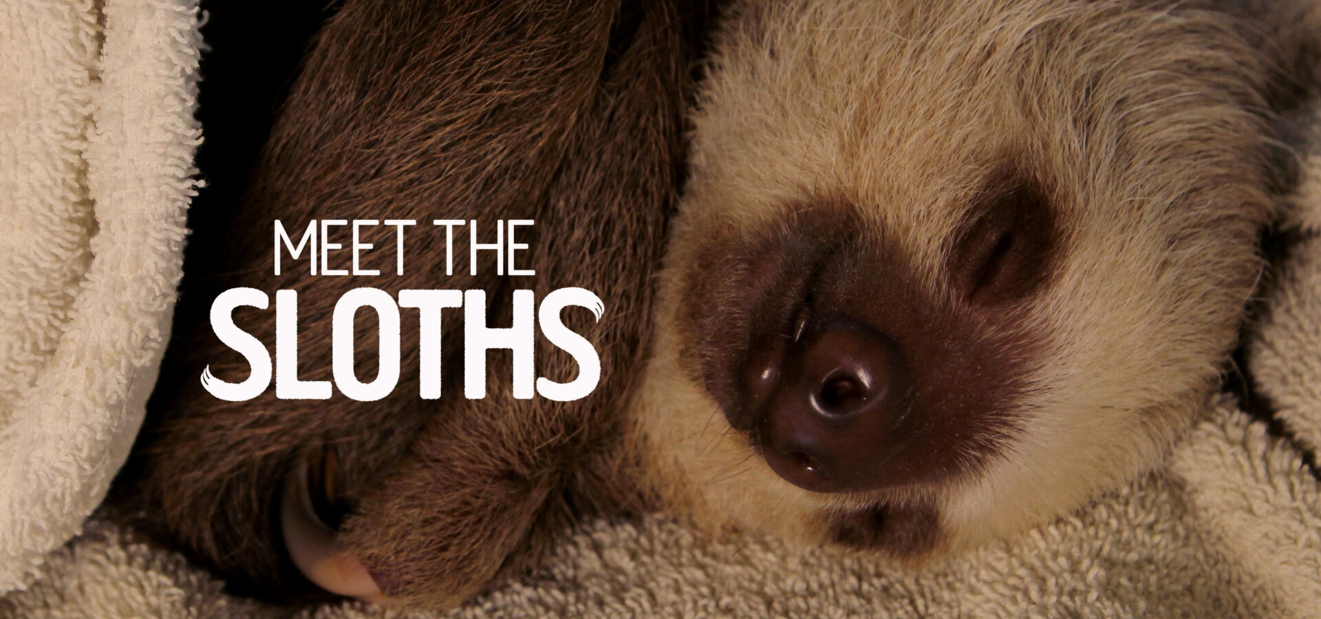 Seznamte se s lenochody