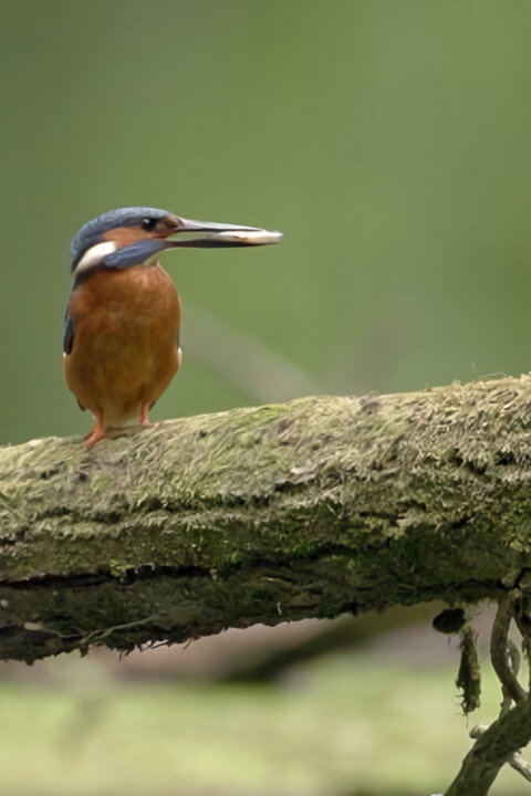Skrytá příroda vojenských prostorů