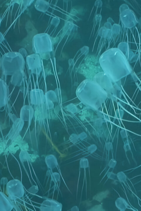 Společenství hmyzu