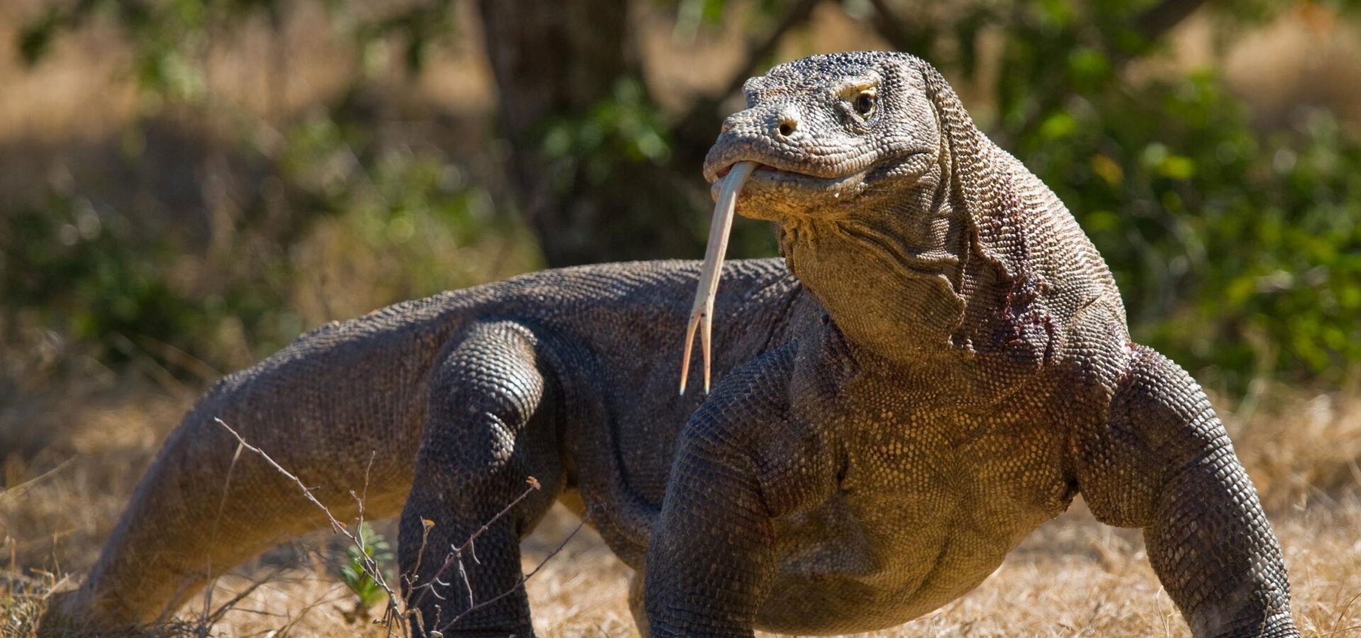 Tajemství asijské divočiny