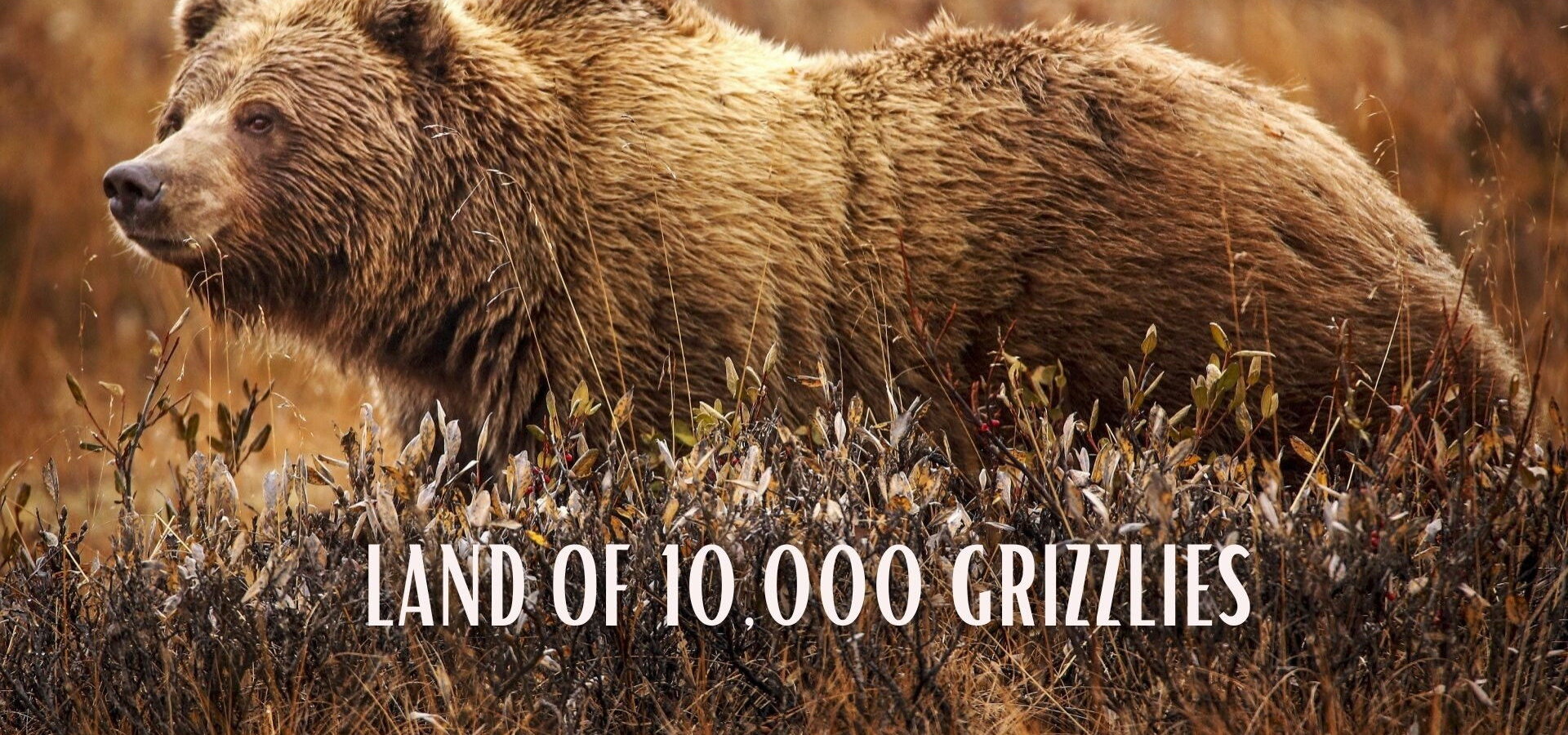 Země plná grizzlyů