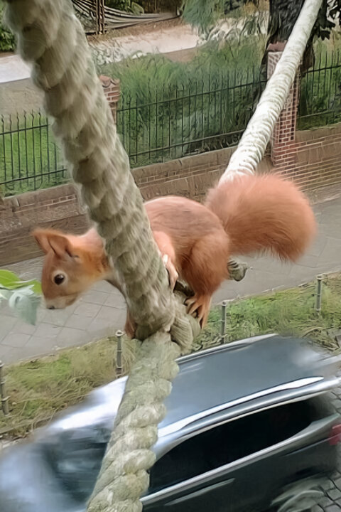 Zvířecí přechody