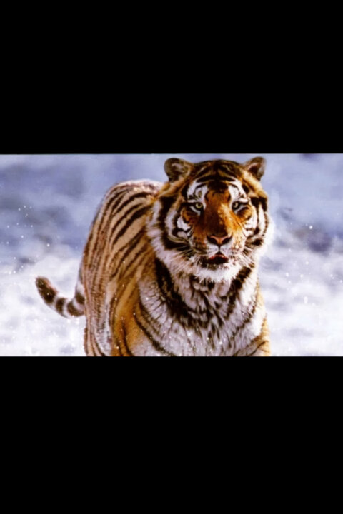 David Attenborough: Život savců