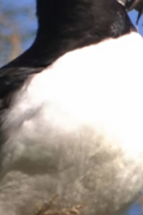 Hvězdy zvířecí říše