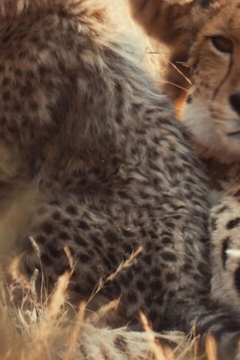 Pozoruhodná gepardí rodinka