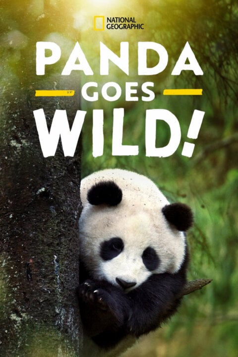 Pandy putují zpět do přírody