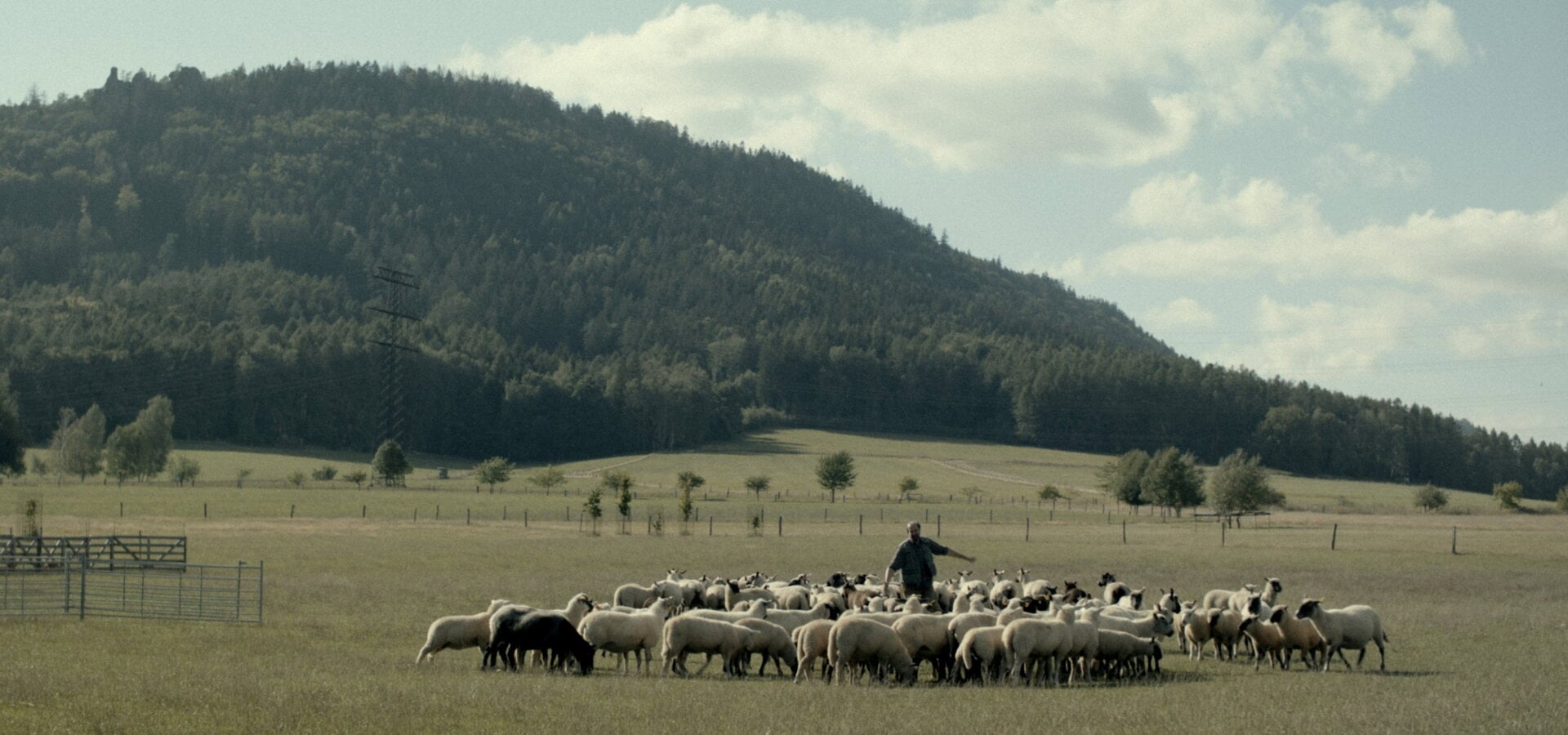 Zvlčeni