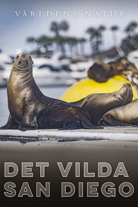 Divoké San Diego