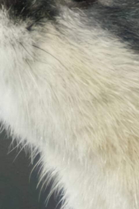 Lumík: Malý gigant severu