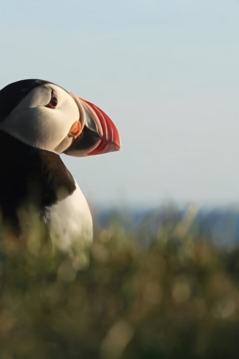 Island: Útočiště papuchalků